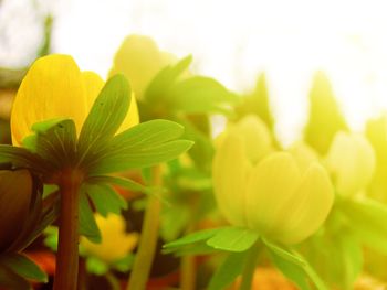 Close-up of yellow flowers