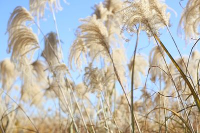 Low angle view of crops against sky