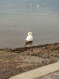 High angle view of bird swimming in sea