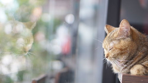 Close-up of a cat looking away