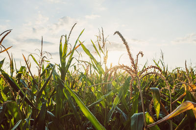 Close-up of crops growing on field against sky