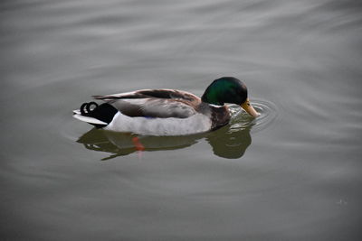 Duck swimming in lake