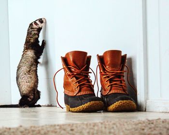 Cat sitting on floor at home