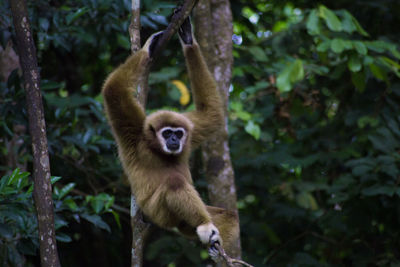 Monkey sitting on tree in forest