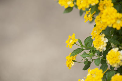 Close-up of yellow flowering plant