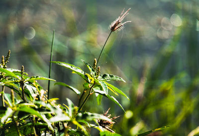 Close-up of plant growing on field