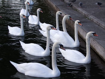 Close-up of swans swimming on lake