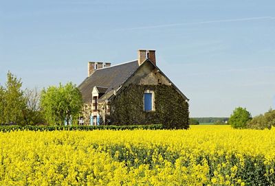 Scenic view of field against yellow sky