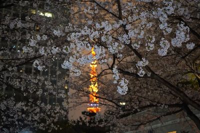 Low angle view of cherry blossom at night