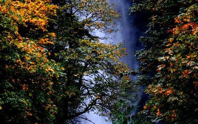 Scenic view of trees during autumn