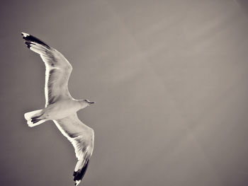 Seagull flying