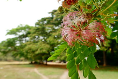 Close-up of red flowering plant