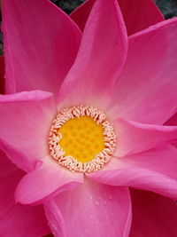 Macro shot of pink lotus water lily