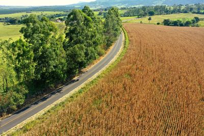 Road amidst agricultural field