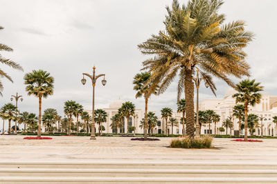 Palm trees on beach against sky