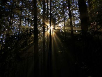 Sunlight streaming through trees in forest