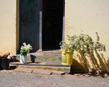 Low ange view of potted plants on doorstep