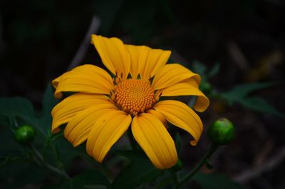 Close-up of yellow flower