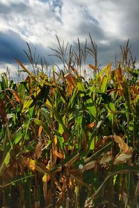 Close-up of fresh plants on field against sky