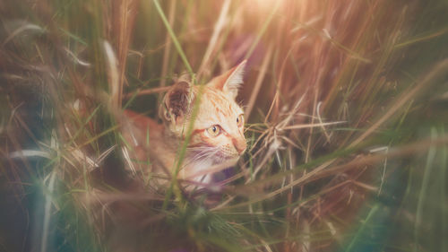 Portrait of cat on field