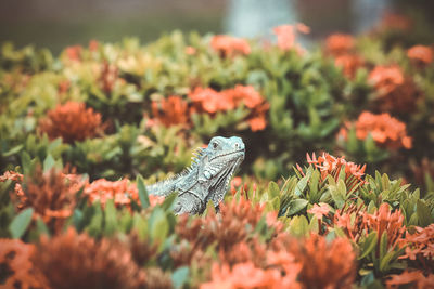 Close-up of butterfly on plants