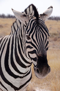 Close-up portrait of a black and white zebra in the landscape of etosha national park in namibia