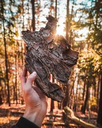 Cropped image of hand holding tree trunk in forest