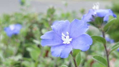 Close-up of purple flowers blooming outdoors