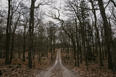 Bare trees in forest against sky