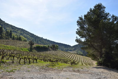 Scenic view of agricultural field against sky