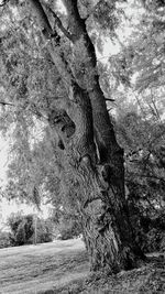 Shadow of tree on landscape