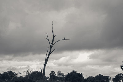 Low angle view of silhouette tree against sky