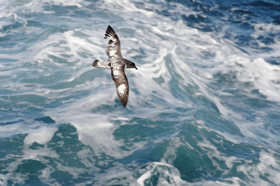 Close-up of eagle flying over sea