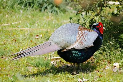 Side view of a bird on grass