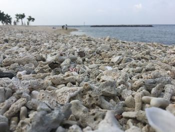 Seashells at beach against sky