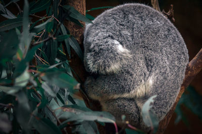 Close-up of an animal on land