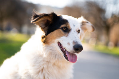 Beautiful close-up portrait of a dog