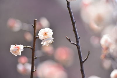 Close-up of white flowers blooming on tree