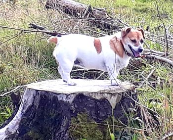 Dog standing on field