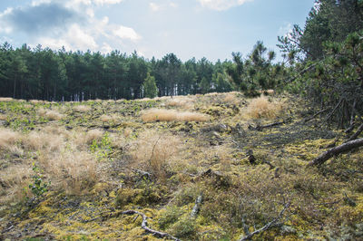 View of trees in forest