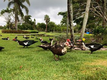 Ducks in a field