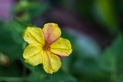 Close-up of yellow flowering plant