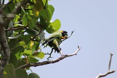 Low angle view of bird perching on tree