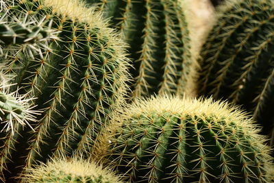 Close-up of cactus growing on field