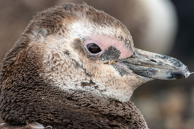 Close-up of a bird looking away
