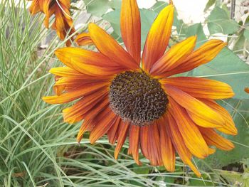 Close-up of orange flower