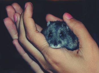 Cropped image of hand holding cat