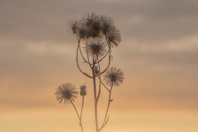 Close-up of dandelion against sky during sunset