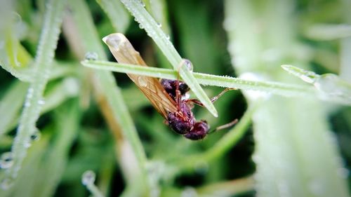 Close-up of insect on plant