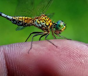 Close-up of insect on hand